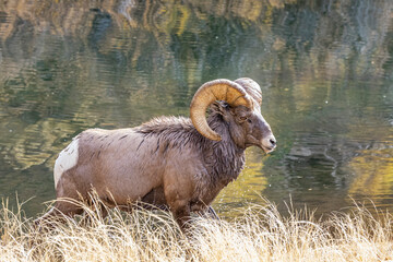 Big Horn Sheep in Waterton Canyon