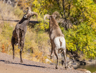 Big Horn Sheep in Waterton Canyon