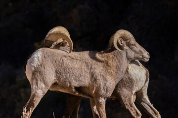 Big Horn Sheep in Waterton Canyon
