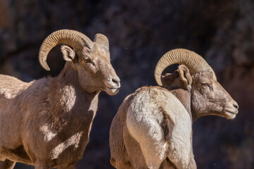 Big Horn Sheep in Waterton Canyon