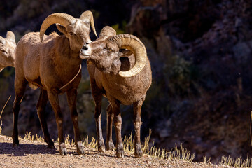 Big Horn Sheep in Waterton Canyon