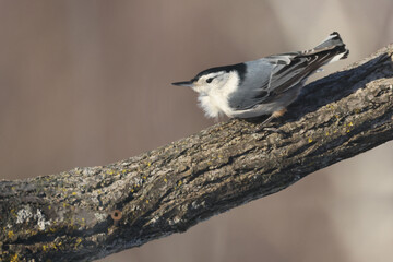 Whte breasted nuthatch on tree and feeder in winter