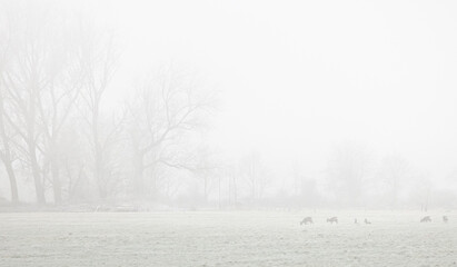 Rehe auf einem Feld im Nebel, Winterlandschaft