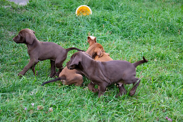 dogs playing in the grass