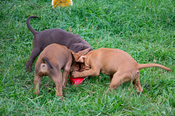 dogs playing in the grass