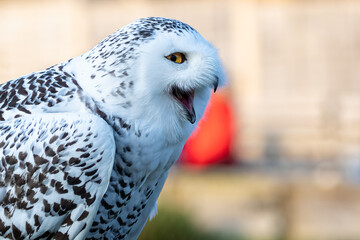 Close up of Snowy owl with mouth open laughing
