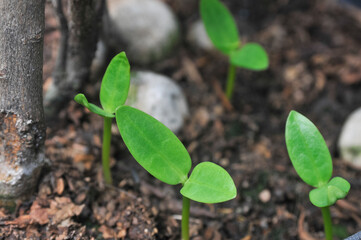 plant in the ground