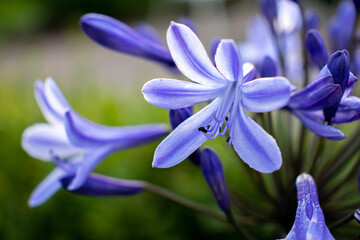 Small purple flowers growing from a green hedge opening.