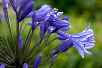 Small purple flowers growing from a green hedge starting to open.