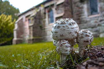 A small group of mushrooms in the grass of a graveyard in front of an old church.
