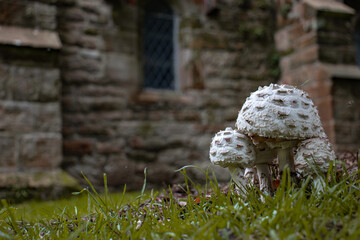 A small group of mushrooms in the grass in front of an old church.