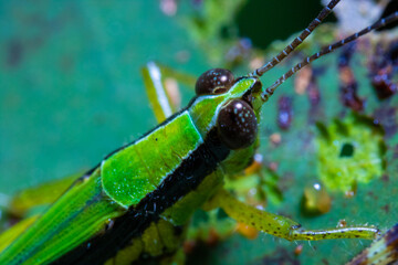 a grasshopper standing on top of a leaf