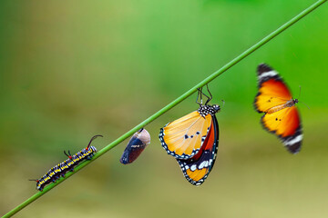 Fototapeta na wymiar Differing stages of life from caterpillar to cocoon to butterfly