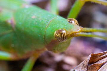 close up view of a green grasshooper