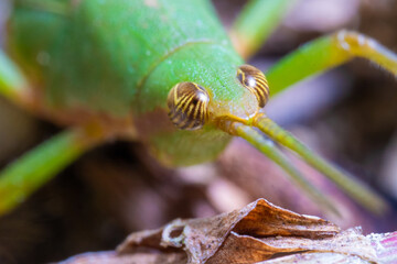 close up view of a green grasshooper