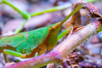 close up view of a green grasshooper