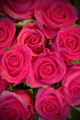 Beautiful rose background with droplets of water on petals. flowers wall background with amazing roses. Red roses texture and background