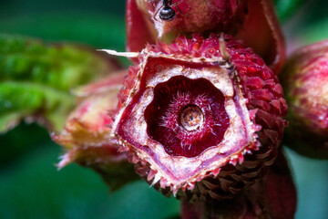 fruit of melastoma flower plant