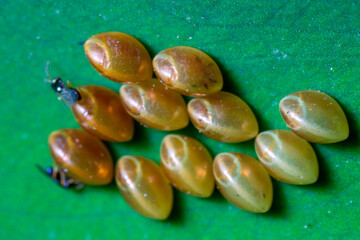 image of a small bug eggs on top of a leaf