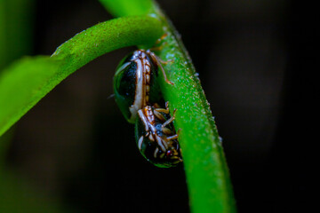 two bugs on a branch of a plant