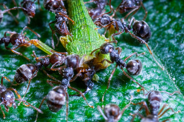 group of ants eating a headless grasshooper