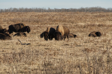 Naklejka premium Herd of Plains Bison in a Field