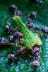 group of ants eating a headless grasshooper