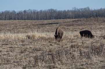 Herd of Plains Bison in a Field