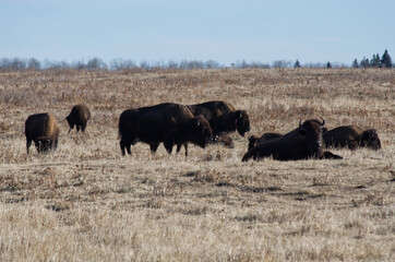 Fototapeta na wymiar Herd of Plains Bison in a Field