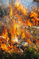 open fire burning dry grass