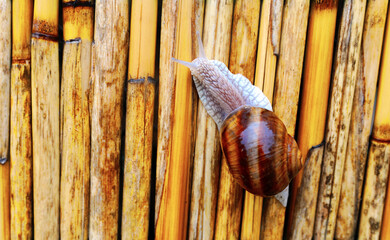 Snail on a bamboo fence close up