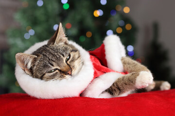 Cat in a red suit of Santa Claus is resting. Kitten lies on the background of a Christmas tree. Cat on a red pillow. Kitten Santa Claus. Merry Christmas. Happy New Year. Place for text. Tabby. Winter 