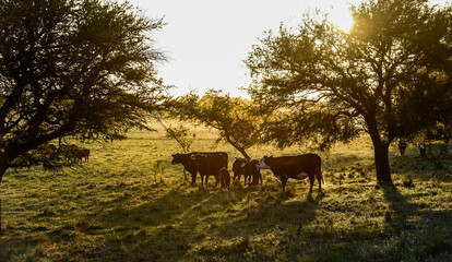 Cattle in pampas countryside, La Pampa, Argentina.