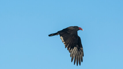Turkey Vulture, planning in flight, Patagonia, Argentina