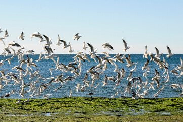 Fototapeta na wymiar Gull and tern flock, Patagonia, Argentina