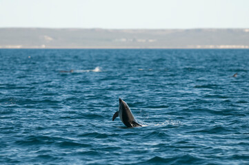 Fototapeta premium Dolphin Jump in Peninsula Valdes, Patagonia,Argentina