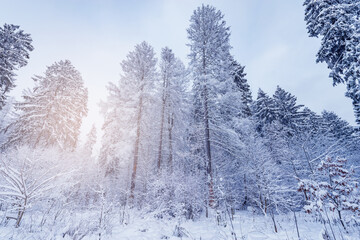 Winter forest view at cold sunrise time.