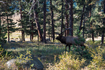 Huge deer bull with tall horns in the Forest of the Rocky Mountains