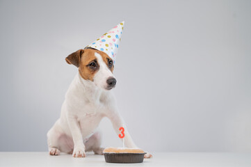 Jack russell terrier in a festive cap by a pie with a candle on a white background. The dog is...