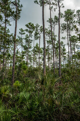Scenci vegetation in the Everglades National Park in Florida