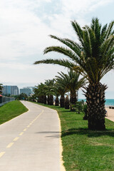 Nice asphalt road with palm trees against blue sky and clouds