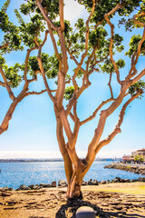 San Diego - Lone tree in front of the ocean in San Diego