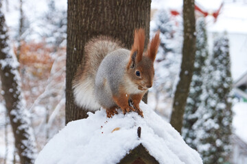 A squirrel sits on a feeder and eats nuts. Squirrels (Latin Sciurus) is a genus of rodents of the squirrel family.