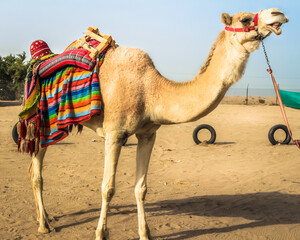 KUWAIT - Camel with a blanket in Kuwait.