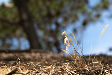 wheat growing at the roof