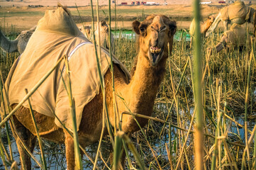 KUWAIT - Camel showing its teeth in Kuwait.