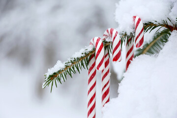 Christmas candy canes hanging on a fir tree branch covered with snow. Fairy winter forest, background for New Year celebration, cold weather