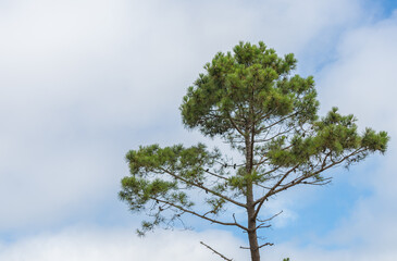 pine tree against sky