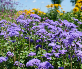 Purple Wildflowers in Southern Illinois