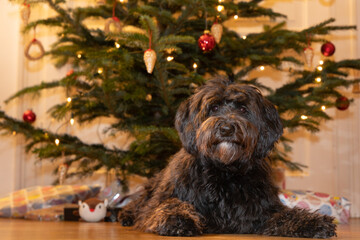 A young black labradoodle dog is proudly sitting in front a decorated christmas tree